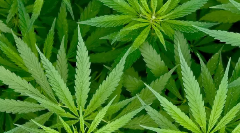 Cannabis is categorized as that soft drug